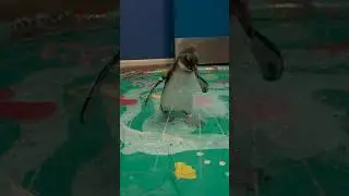 The African penguin chicks that call Mystic Aquarium home had a little fun introduction to water!