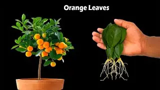 How to grow orange trees from orange leaves - Orange leaf propagation