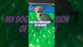 my dog impression of Joe Biden