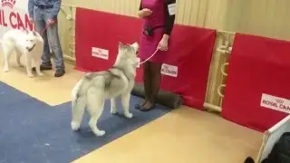 Хаски дома. Лучший щенок.