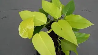 Philodendron Lemon Lime