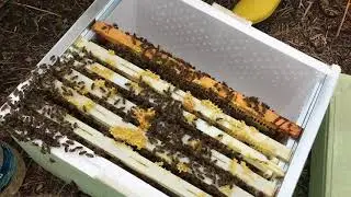 IMG 1884