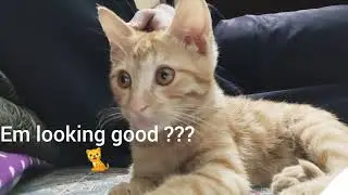cute little kitten playing with camera and taking selfie