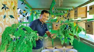 Finally!! We have produced Thousands of Exotic Birds, Secret to a successful bird farming!!
