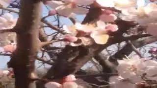 Весна. Цветут абрикосы.Цветы.