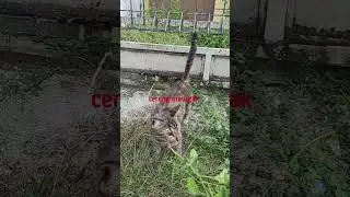 Jalan2pagi cari udara segar mampir kumiko cireng makan akar rumput .#cutecat #kucinglucuterbaru