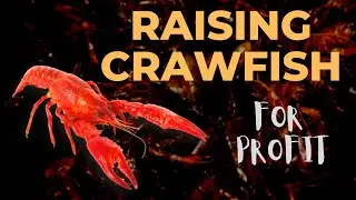 Raising Crawfish For Profit