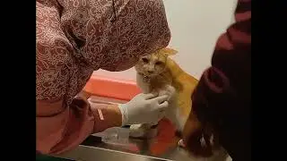 Milow harus check up
