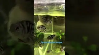 #рибки