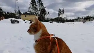 рыжие на даче