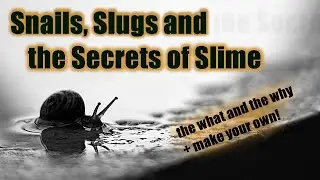 What Is Snail And Slug Slime And What Does It Do?