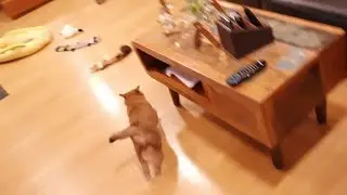 zoooooomies!