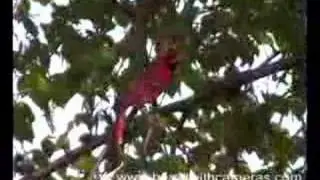 Wild birds in nature doing their best