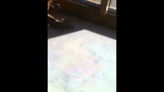 Вараныы