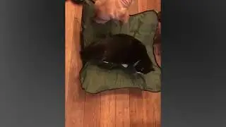 Cama Catre Elevada Perro Mascota Gato Cuna Plegable Portátil