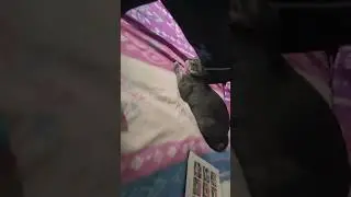 ini kocing abis ngabisin makanan trus tidur di kasur kumiko .kumiko marah .#funnycat