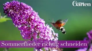 Sommerflieder pflegen: Richtiges Schneiden für üppige Blüten - Gartentrick