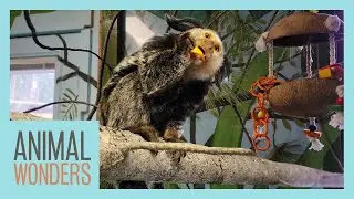 Mimi The Monkey's Big Home Expansion