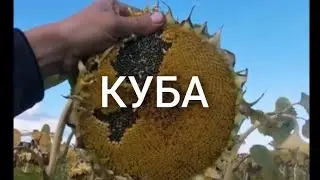 Гибрид КУБА от Хай-Тек Агро