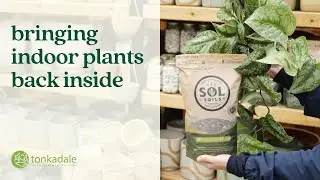 Bringing Indoor Plants Back Inside
