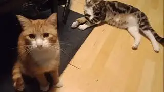 Trying To Get My Cats To Fight!!