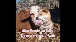 Affectionate Shiba and a Cow Becomes Best Friends
