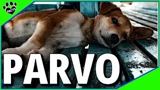 Canine Parvovirus (Parvo). What You Need to Know!
