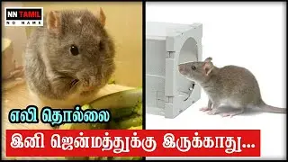 எலி தொல்லை நீங்க | Eli Thollai | Rat Problem Home Remedies in Tamil