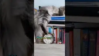 Смешные кошки# Две кошки и один кот