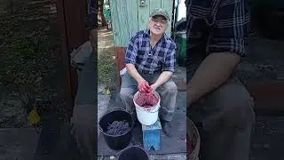 Из винограда Каберне Совеньон