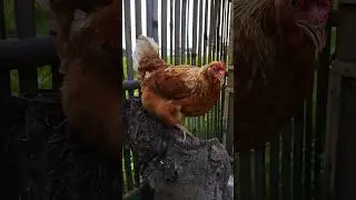 ga bisa turunkan#shorts #ayam #chickenbreeds