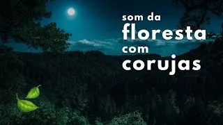 🍃 Som Da Floresta com Corujas (Para Relaxar e Sentir-se na Natureza)