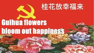 桂花放幸福来-Guihua flowers bloom out happiness