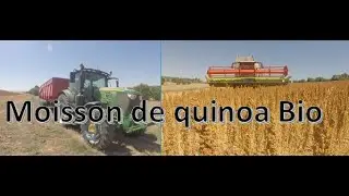 Moisson de quinoa bio