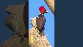 🟢 El Pájaro Carpintero #animals