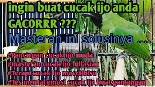 Masteran suara burung cucak ijo banyuwangi gacor full isian keras jernih dan merdu bisa buat latihan