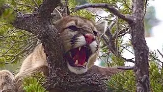 Mountain Lion HUNT WITH HOUNDS