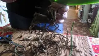 Как спасти орхидею с чернеющими корнями
