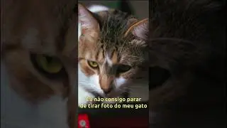 Fotografando meu gato 