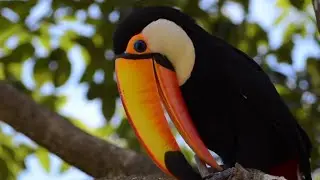 Backyard bird||Breathtaking colorful bird||beautiful bird Sound||