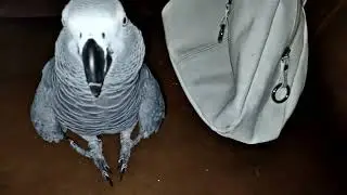 ✅ УТРЕННЯЯ ПЕСНЯ ПЕТРУНИ🔥ПРИВЕТ СОСЕДЯМ 🤣 ЖАКО ПЕТРУНЯ 🐦FUNNY PARROT ZHAKO PETRUNYA 🔥 (СУБТИТРЫ)