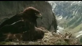amigos del viento