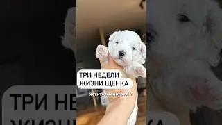 Три недели жизни щенка