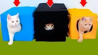 10 Ideer For Å Arrangere Livet Til En Katt