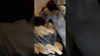Нежится котенок✨ #shortsvideo #cat #hairlesscat #sphynx #лапочка  #cute #kitten #канадскийсфинкс