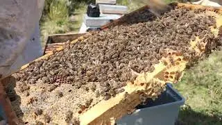 Erken İlkbaharda Plastik Kutudan Normal Kovana Aktarması
