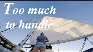 Too Much to Handle! - Lazy Gecko VLOG 41