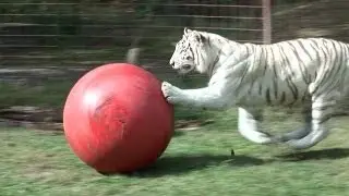 White Tiger loves her ball!