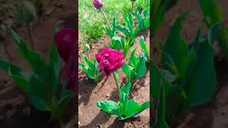 Красотища, на Красной горке зацвели тюльпаны 