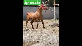 Дончак породасындагы ат!